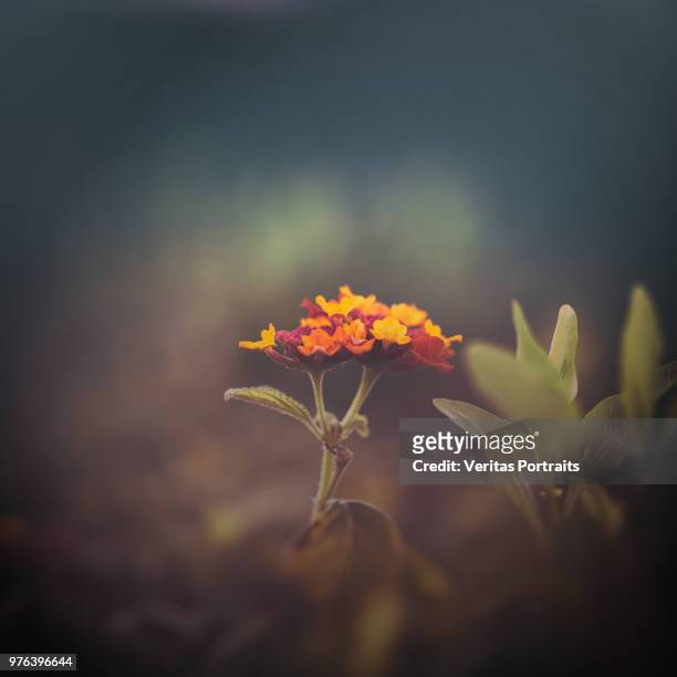 close up of orange flower, israel - sharon plain stock pictures, royalty-free photos & images