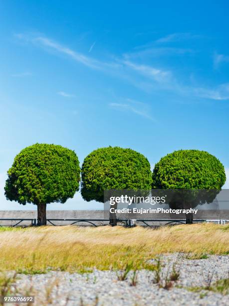 three round shape trees under clear sky - árvore de folha caduca imagens e fotografias de stock