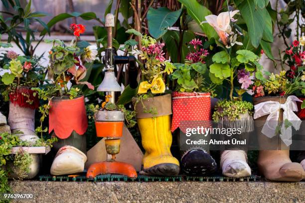 rubber boots as flower pots, amasra, black sea region, turkey - rubber flowers foto e immagini stock