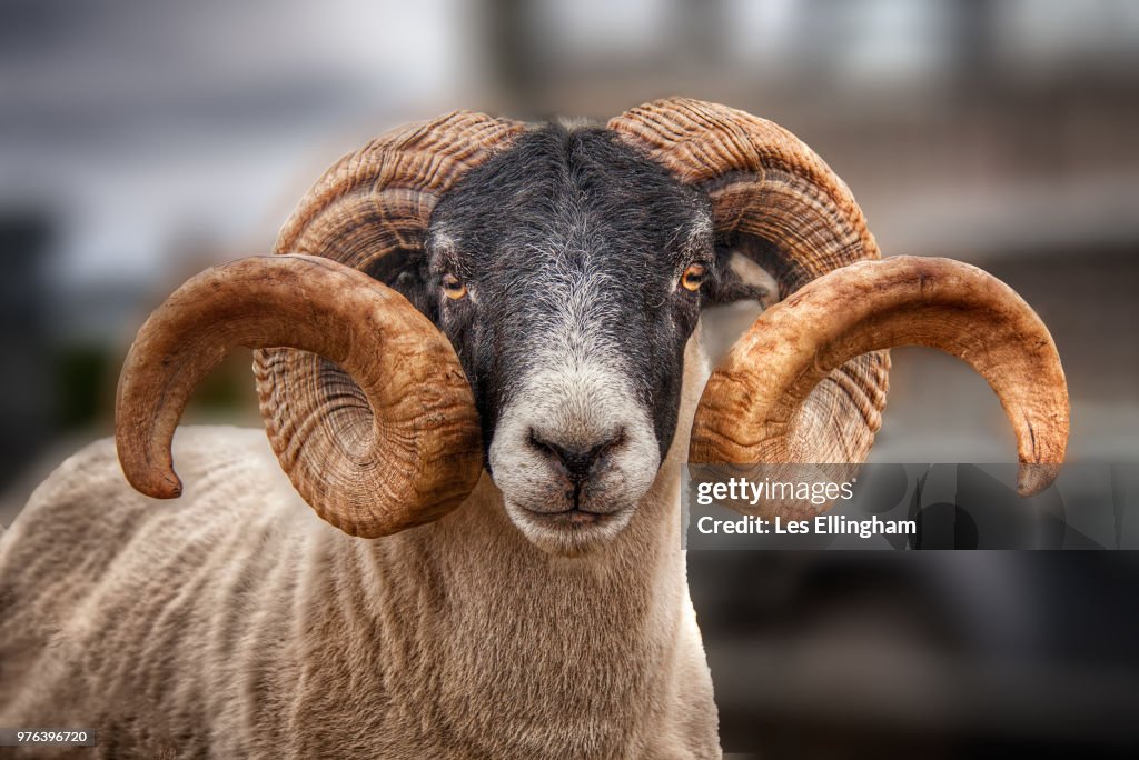Scottish blackface ram with twisted horns, Lewis, Outer Hebrides, Scotland, UK