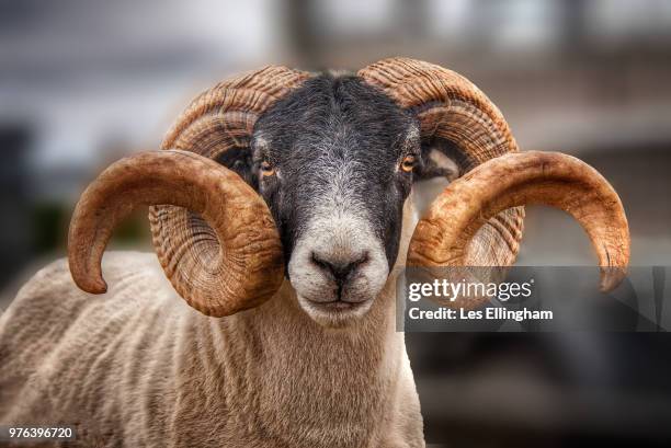 scottish blackface ram with twisted horns, lewis, outer hebrides, scotland, uk - ram photos et images de collection