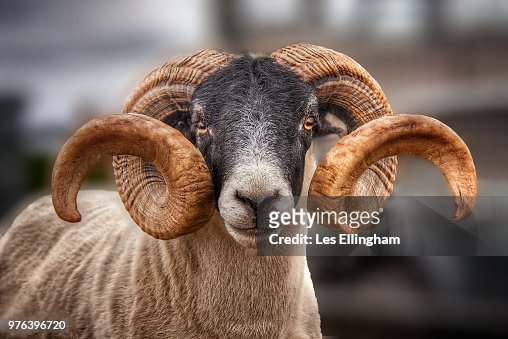 8,339 Ram Animal Photos and Premium High Res Pictures - Getty Images