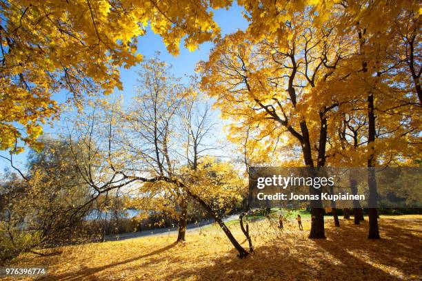 autumn in toolonlahti park, toolonlahti park, helsinki, uusimaa, finland - autumn finland stock pictures, royalty-free photos & images