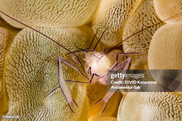 close up of shrimp, komodo national park, indonesia - nusa tengara oriental imagens e fotografias de stock