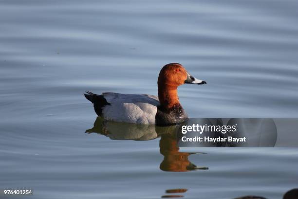 pochard duck (netta rufina) swimming in lake, ankara, turkey - rufina stock pictures, royalty-free photos & images