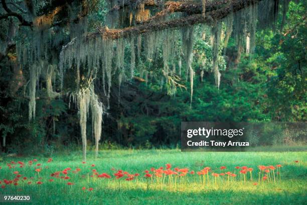 spanish moss hanging from a tree - air plant stock pictures, royalty-free photos & images