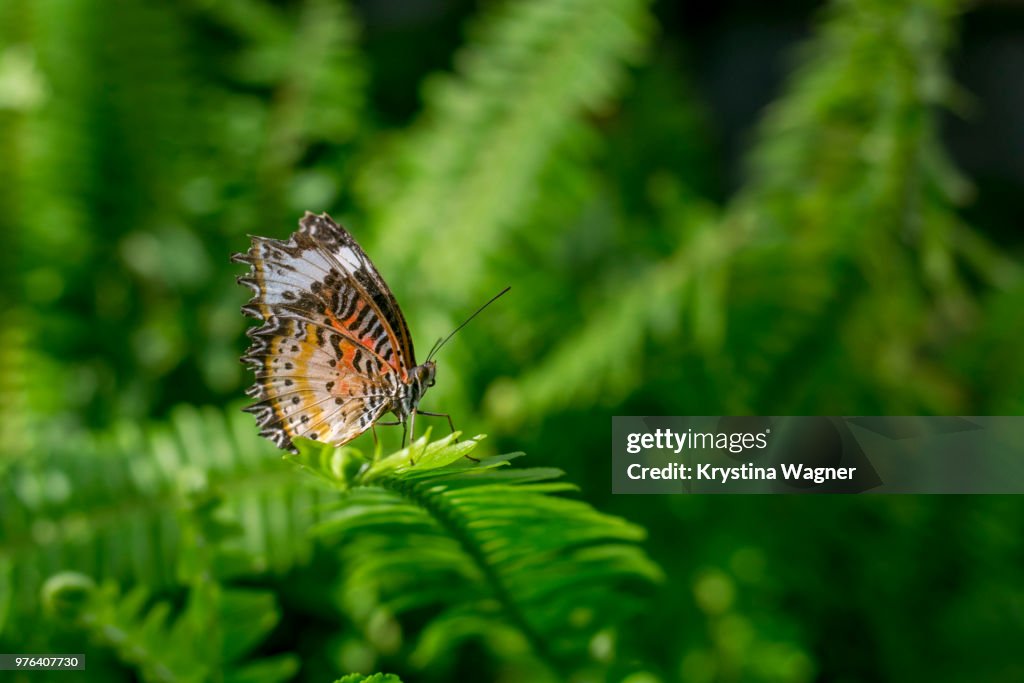 Easter Tiger Swallowtail (Papilioglaucus) butterfly on fern, Coconino County, USA