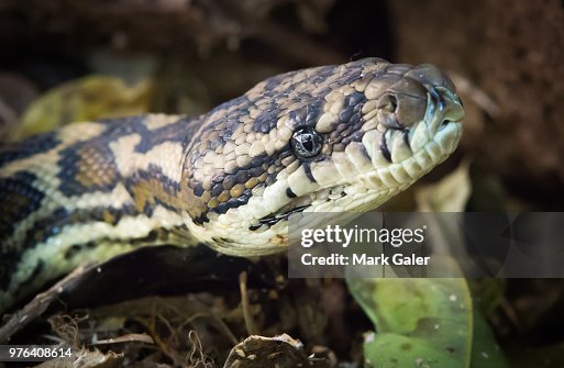 Python Portrait Queensland Australia High-Res Stock Photo - Getty Images