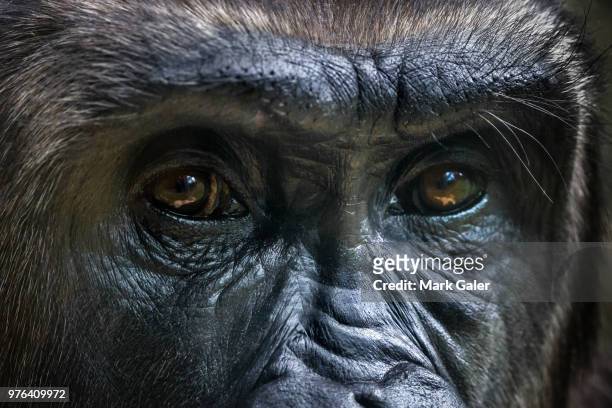 gorilla portrait, melbourne, victoria, australia - animal eye bildbanksfoton och bilder