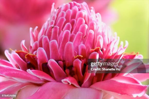 torch ginger flower - ginger flower stock pictures, royalty-free photos & images
