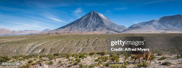 llama y licancabur - licancabur fotografías e imágenes de stock