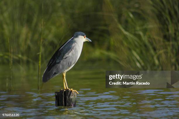 garza bruja - bruja stockfoto's en -beelden