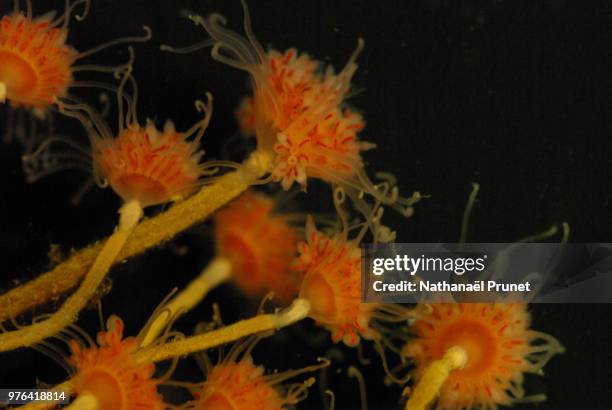 Tubularia Sp High-Res Stock Photo