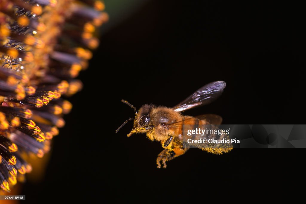 Flying bee and Sunflower