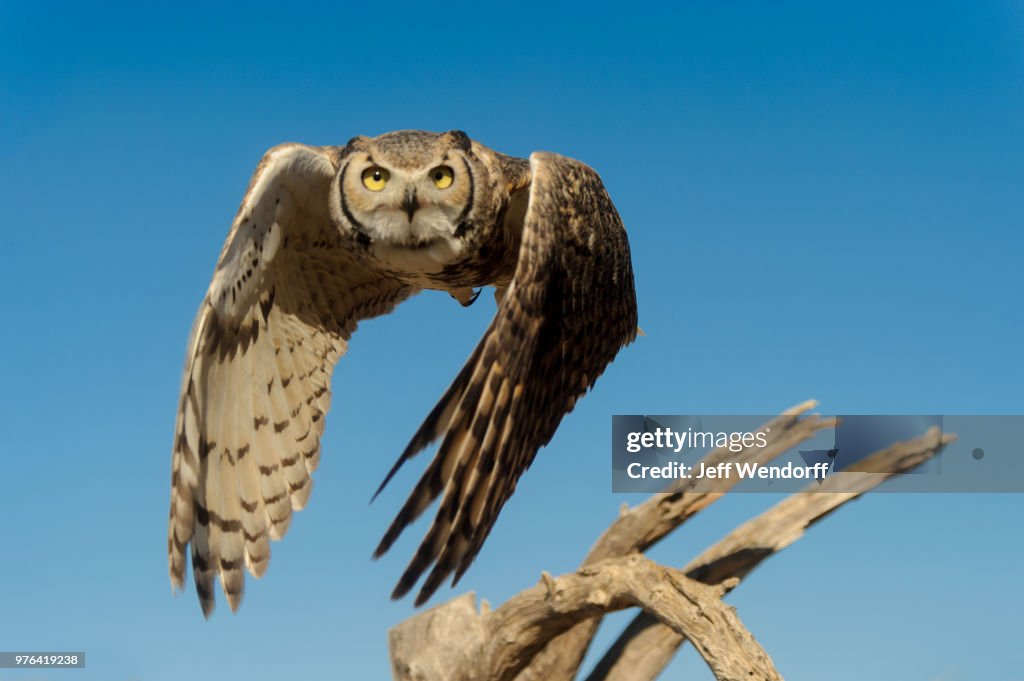 Flying owl looking at camera, Arizona, USA