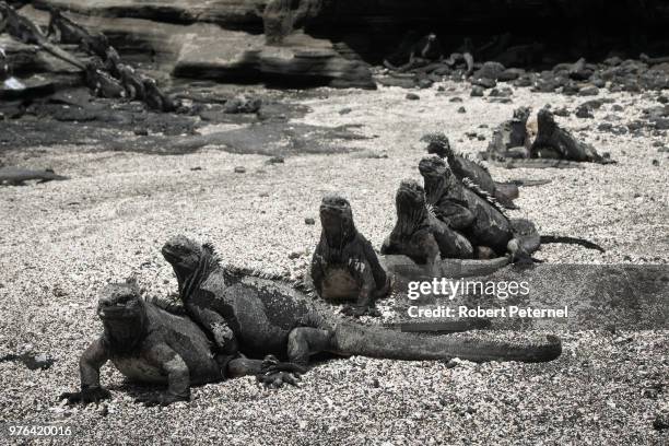 marine iguanas (amblyrhynchus cristatus), santiago island, galapagos islands, ecuador - marine biology photos et images de collection