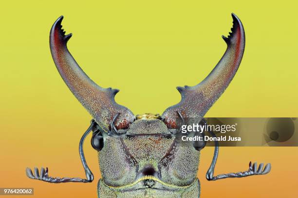 stag beetle (lucanus cervus) jaws, kotabangun, east kalimantan, indonesia - abadejo imagens e fotografias de stock