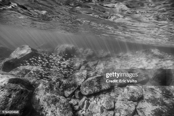 ambiance sous-marine en noir et blanc - image en noir et blanc stock pictures, royalty-free photos & images