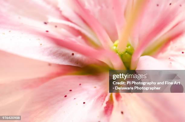 center of the stargazer lily - stargazer lily imagens e fotografias de stock