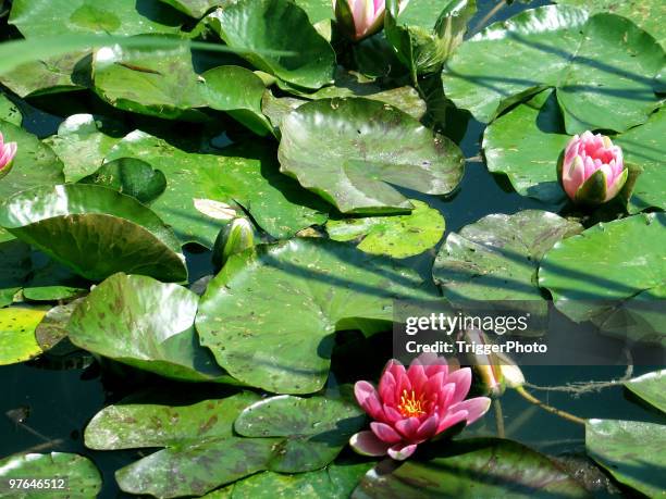 monets lilly pads - giverny stock-fotos und bilder