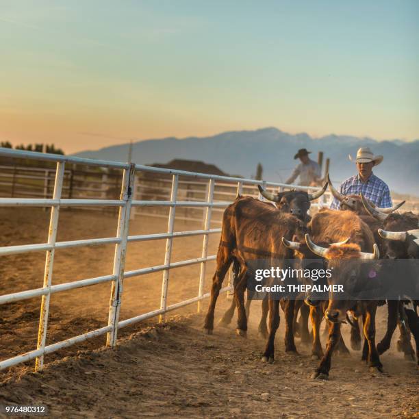 396 Box Cow Stock Photos, High-Res Pictures, and Images - Getty Images