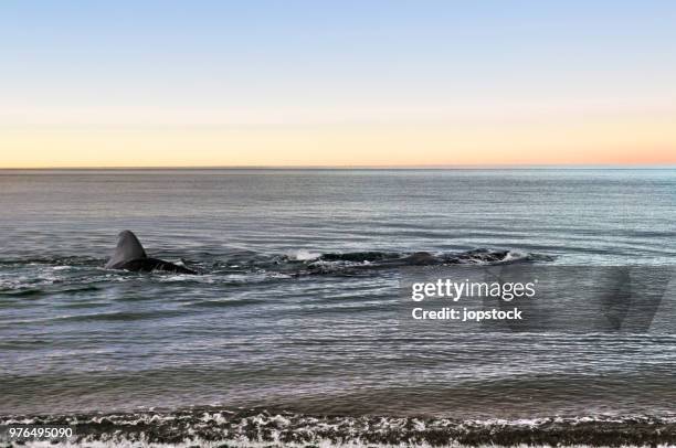 southern right whale in puerto madryn, argentina - province de chubut photos et images de collection
