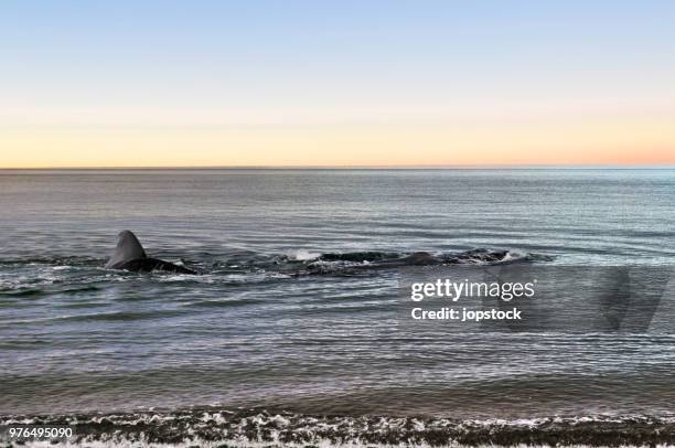 southern right whale in puerto madryn, argentina - chubut province ストックフォトと画像