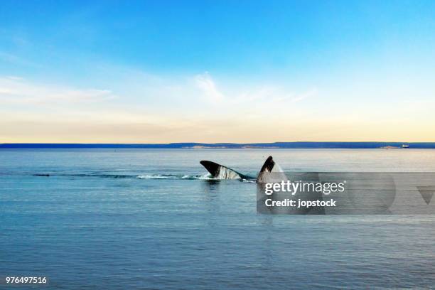 southern right whale in puerto madryn, argentina - セミクジラ科 ストックフォトと画像