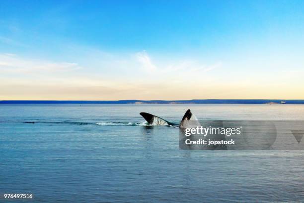 southern right whale in puerto madryn, argentina - chubut province stock pictures, royalty-free photos & images