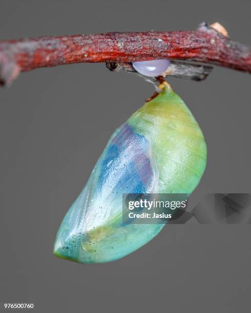 charaxes jasius – two-tailed pasha butterfly chrysalis - butterfly cacoon stock-fotos und bilder