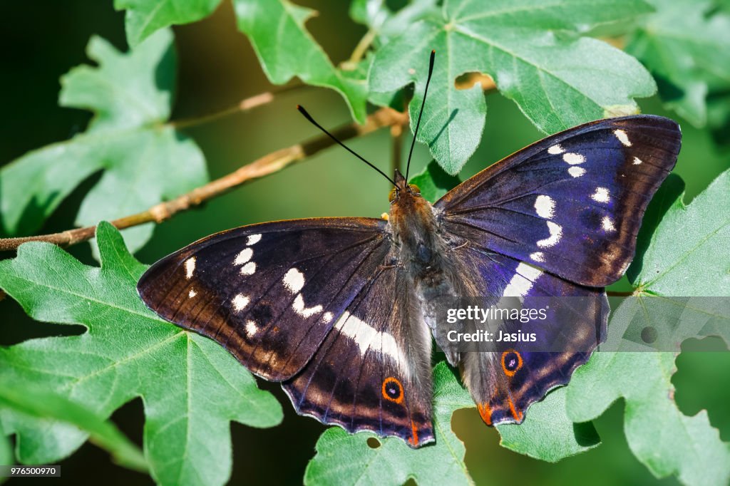 Apatura iris – Purple emperor butterfly