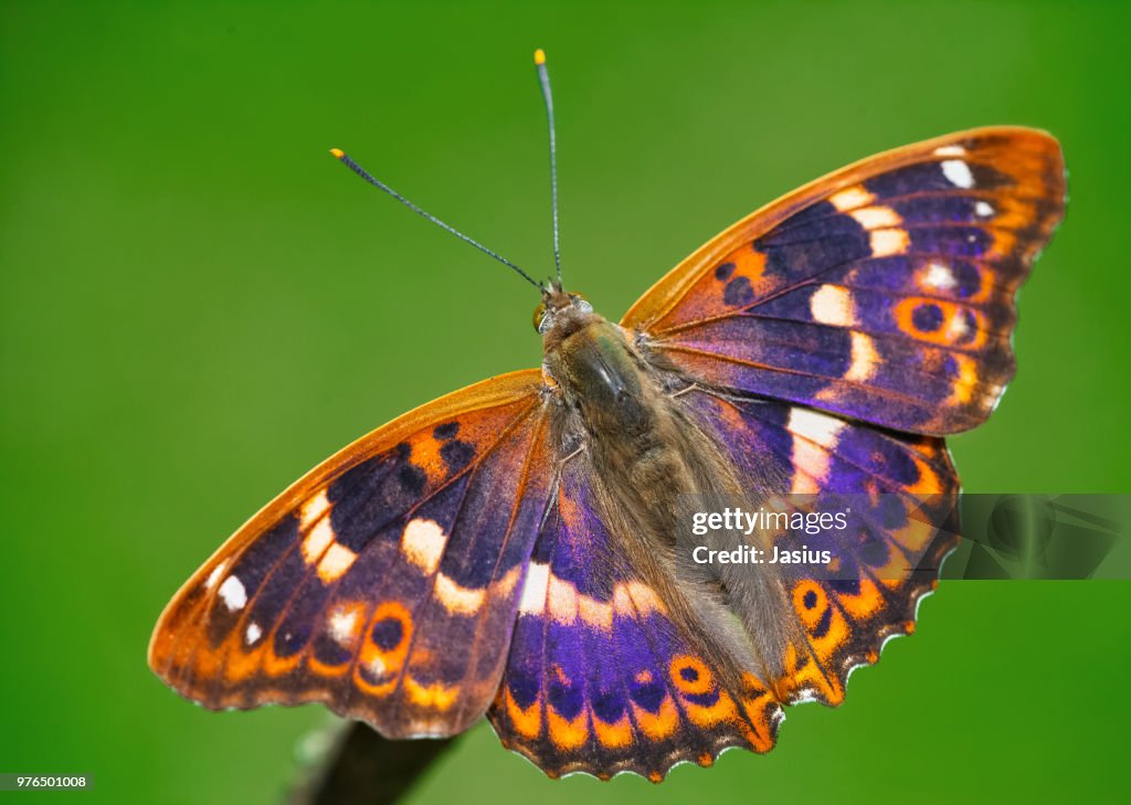 Apatura ilia – Lesser Purple Emperor butterfly