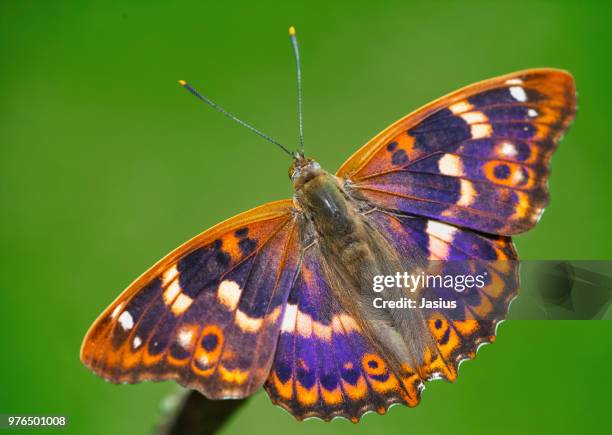 apatura ilia – lesser purple emperor butterfly - apatura ilia foto e immagini stock