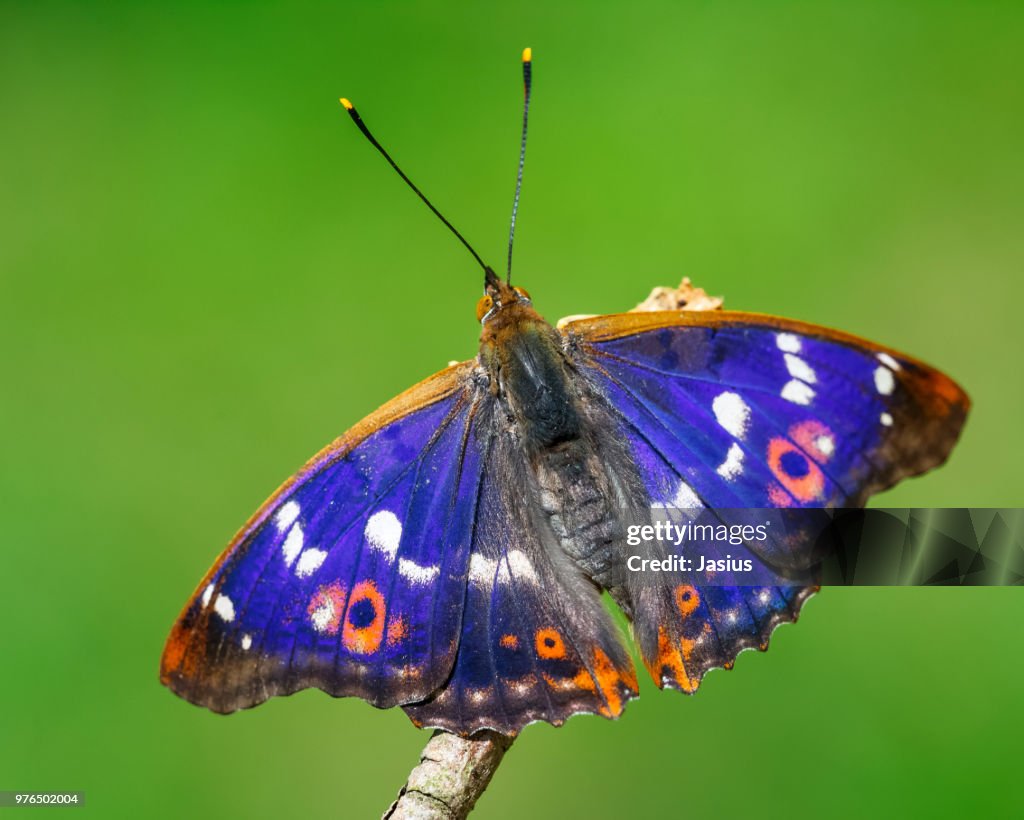 Apatura ilia – Lesser Purple Emperor butterfly