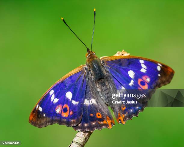 apatura ilia – lesser purple emperor butterfly - apatura ilia foto e immagini stock