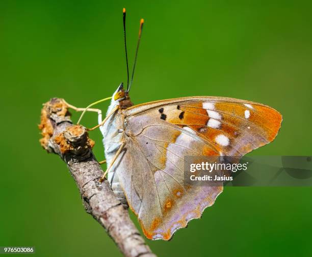 apatura ilia – lesser purple emperor butterfly - lesser purple emperor butterfly stock pictures, royalty-free photos & images
