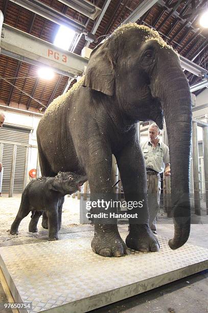 Taronga Zoo's latest elephant baby, as yet unnamed, stays close to his mother Porntip as she is being weighed at Taronga Zoo on March 12, 2010 in...