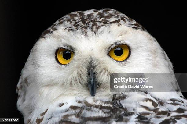 snowy owl - gele ogen stockfoto's en -beelden