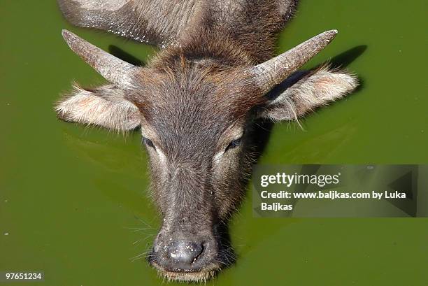 timorese water buffalo cooling off - domestic water buffalo stock-fotos und bilder