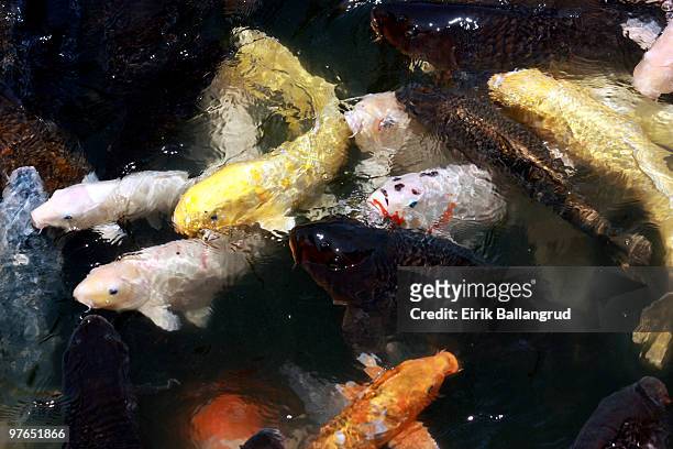 multi-colored koi fish in a japanese garden - 高松市 ストックフォトと画像