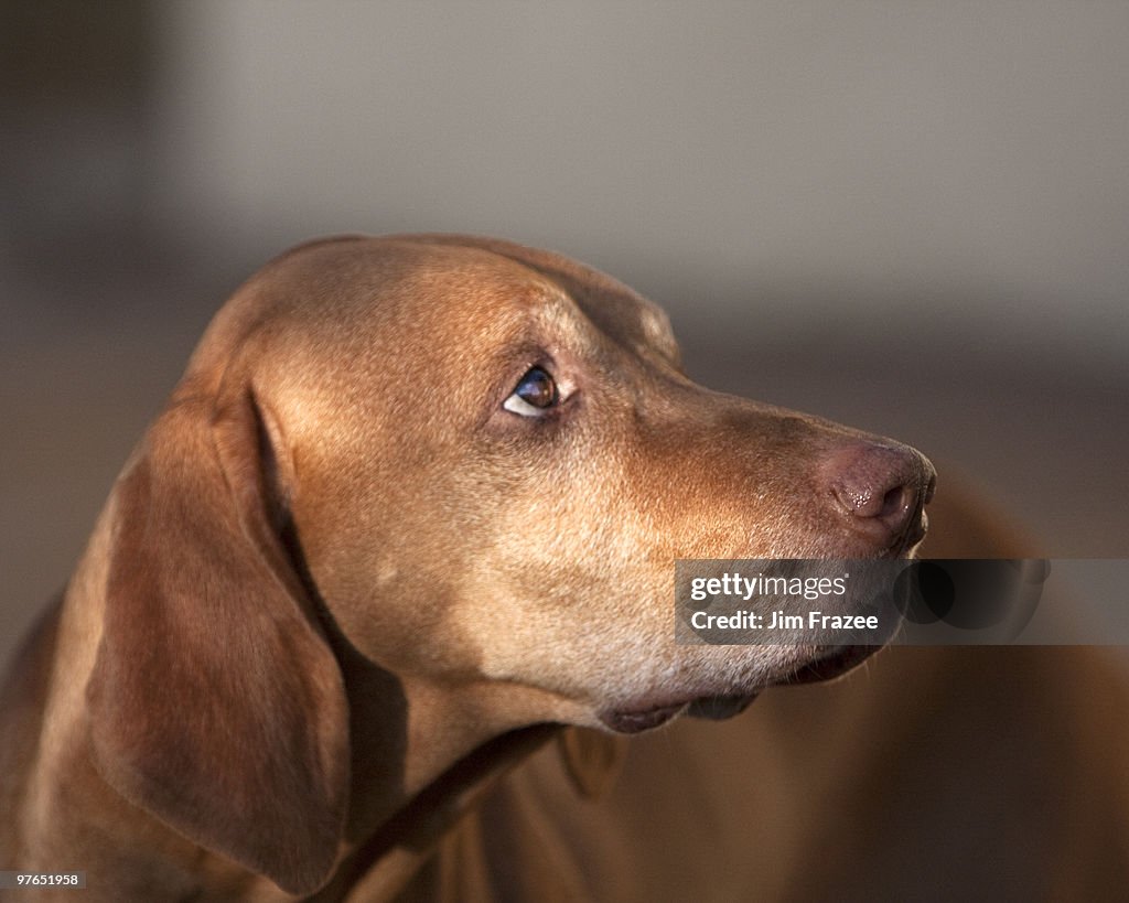 Rescue Vizsla