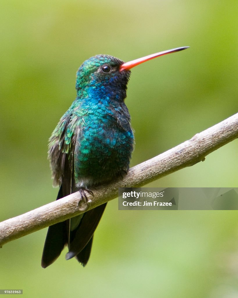Broad billed Hummingbird