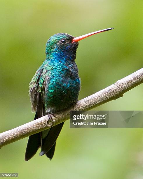 broad billed hummingbird - broad billed hummingbird stock pictures, royalty-free photos & images