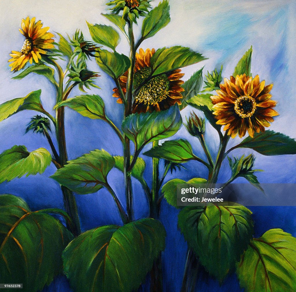 Sunflowers