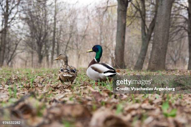 ducks walking the lawn, natural parkland in moscow, russia - natural parkland 個照片及圖片檔