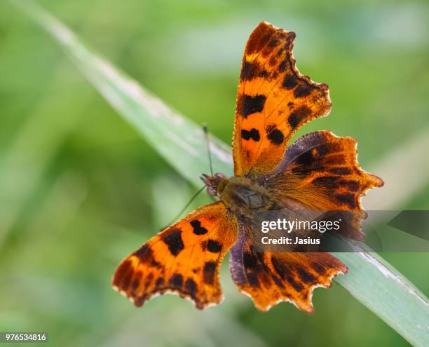 nymphalis c-album – comma butterfly aberration - comma butterfly stock pictures, royalty-free photos & images