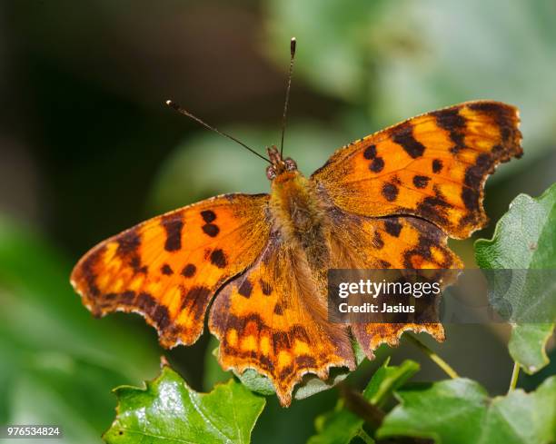 nymphalis c-album – comma butterfly - comma butterfly stock pictures, royalty-free photos & images