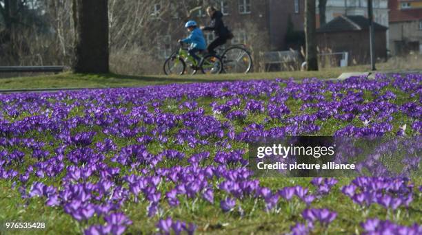 April 2018, Germany, Stralsund: Cyclists enjoying the sunny weather in the old town. Photo: Stefan Sauer/dpa-Zentralbild/dpa