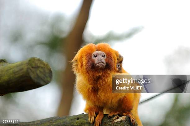 golden lion tamarin - lion tamarin stock-fotos und bilder