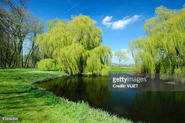 a beautiful green landscape of nature in the springtime - weeping willow stock pictures, royalty-free photos & images